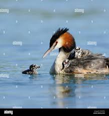 Attēlu rezultāti vaicājumam “Podiceps cristatus adult”