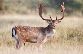 Attēlu rezultāti vaicājumam “Dama dama”