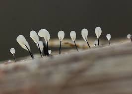 Attēlu rezultāti vaicājumam “Comatricha meandrispora macro”