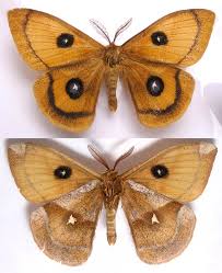 Attēlu rezultāti vaicājumam “Epirranthis diversata imago”