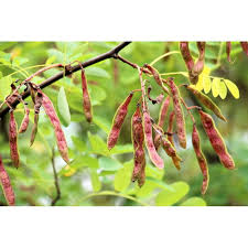 Attēlu rezultāti vaicājumam “Robinia pseudoacacia fruit”