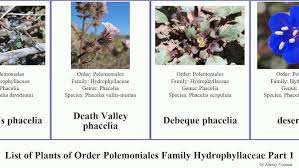 Attēlu rezultāti vaicājumam “Hydrophyllaceae”