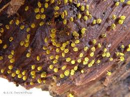 Attēlu rezultāti vaicājumam “Physarum viride”