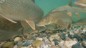 Image result for Barbus barbus