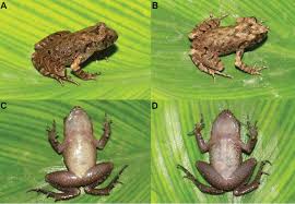 Attēlu rezultāti vaicājumam “Lophozia laxa macro”