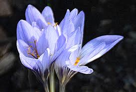 Attēlu rezultāti vaicājumam “Crocus”