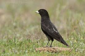 Image result for Melanocorypha yeltoniensis