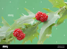 Attēlu rezultāti vaicājumam “Chenopodium foliosum fruit”