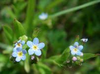 Attēlu rezultāti vaicājumam “Myosotis laxa subsp. baltica flower”