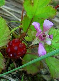 Attēlu rezultāti vaicājumam “Rubus arcticus flower”