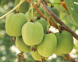 Attēlu rezultāti vaicājumam “Actinidia kolomikta fruit”