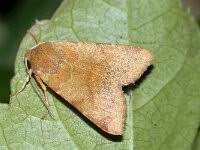 Attēlu rezultāti vaicājumam “Agrochola helvola”