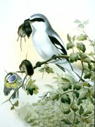 Attēlu rezultāti vaicājumam “Lanius excubitor”