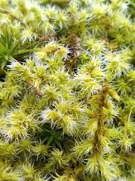 Attēlu rezultāti vaicājumam “Racomitrium canescens sporophyte”