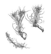 Attēlu rezultāti vaicājumam “Dicranum montanum”