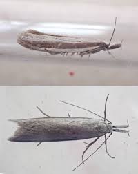 Attēlu rezultāti vaicājumam “Thecabius affinis nymph”