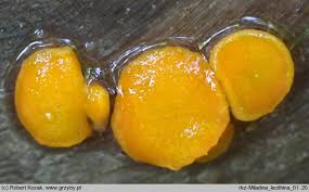 Attēlu rezultāti vaicājumam “Miladina lecithina”