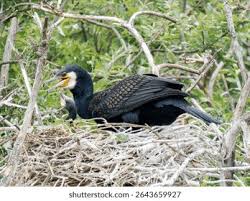 Attēlu rezultāti vaicājumam “Phalacrocorax carbo nest”