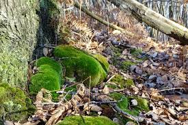 Attēlu rezultāti vaicājumam “Leucobryum juniperoideum”