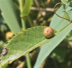Attēlu rezultāti vaicājumam “Diplolepis eglanteriae”