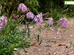 Image result for Dianthus superbus