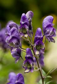 Image result for Aconitum napellus