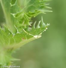 Attēlu rezultāti vaicājumam “Sonchus asper leaf”