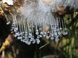 Attēlu rezultāti vaicājumam “Badhamia sp.”