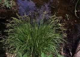Attēlu rezultāti vaicājumam “Carex elongata”