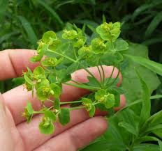 Attēlu rezultāti vaicājumam “Euphorbia virgata”