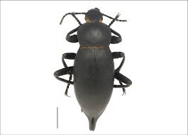 Attēlu rezultāti vaicājumam “Blaps mortisaga”