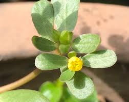 Attēlu rezultāti vaicājumam “Portulaca oleracea leaf”