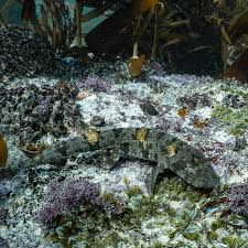 Image result for Haploblepharus edwardsii