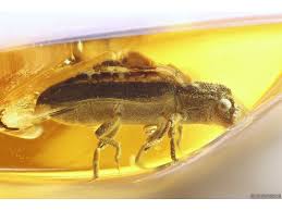 Attēlu rezultāti vaicājumam “Zopheridae”