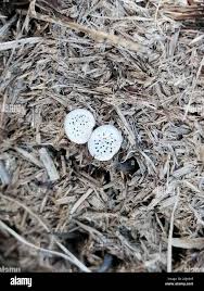 Attēlu rezultāti vaicājumam “Poronia punctata”