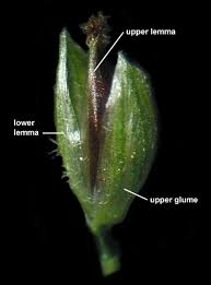 Attēlu rezultāti vaicājumam “Digitaria ischaemum”