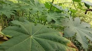 Attēlu rezultāti vaicājumam “Setaria viridis leaf”