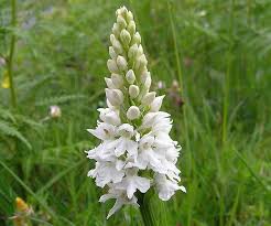 Attēlu rezultāti vaicājumam “Dactylorhiza fuchsii flower”