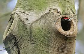 Attēlu rezultāti vaicājumam “Dryocopus martius nest”