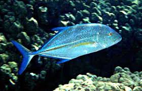 Image result for Caranx melampygus