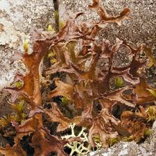 Attēlu rezultāti vaicājumam “Cetraria ericetorum”