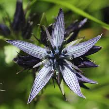 Attēlu rezultāti vaicājumam “Swertia perennis flower”