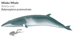 Image result for Balaenoptera acutorostrata