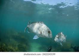 Image result for Pagrus auratus