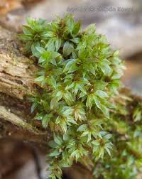 Attēlu rezultāti vaicājumam “Bryum moravicum”