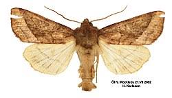 Attēlu rezultāti vaicājumam “Hydraecia micacea”