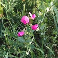 Attēlu rezultāti vaicājumam “Lathyrus tuberosus”