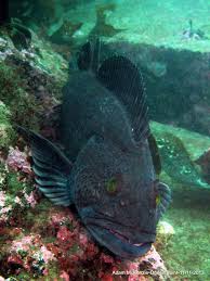 Image result for Breakwater Divers