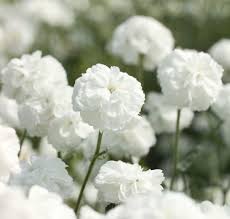 Image result for Achillea Ptarmica