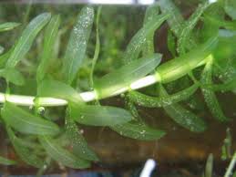 Attēlu rezultāti vaicājumam “Hydrocharitaceae”